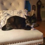 Companion Pet Care
