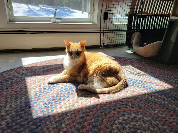Companion Pet Care Picture 2