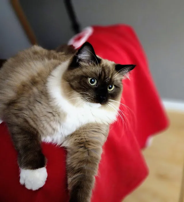 Companion Pet Care Picture 9