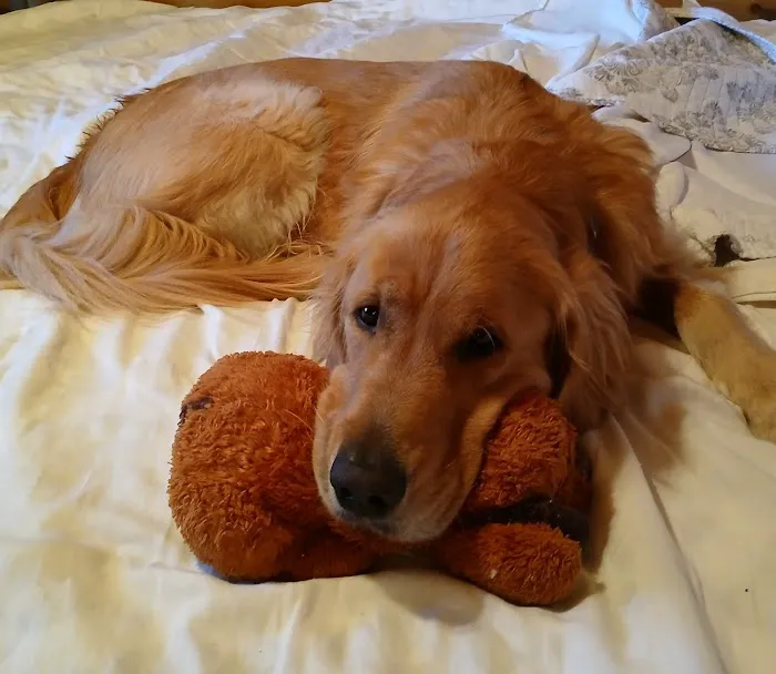 Companion Pet Care Picture 8