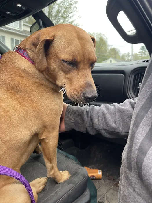 Littleton Area Veterinary Urgent Care Picture 2