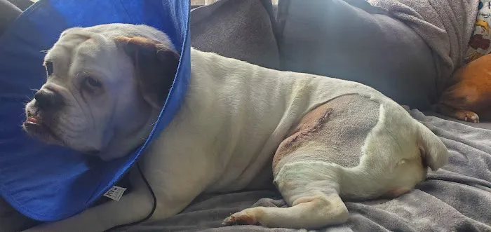 Littleton Area Veterinary Urgent Care Picture 3