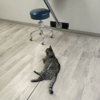Essex Veterinary Center ico