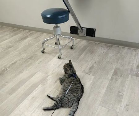Essex Veterinary Center