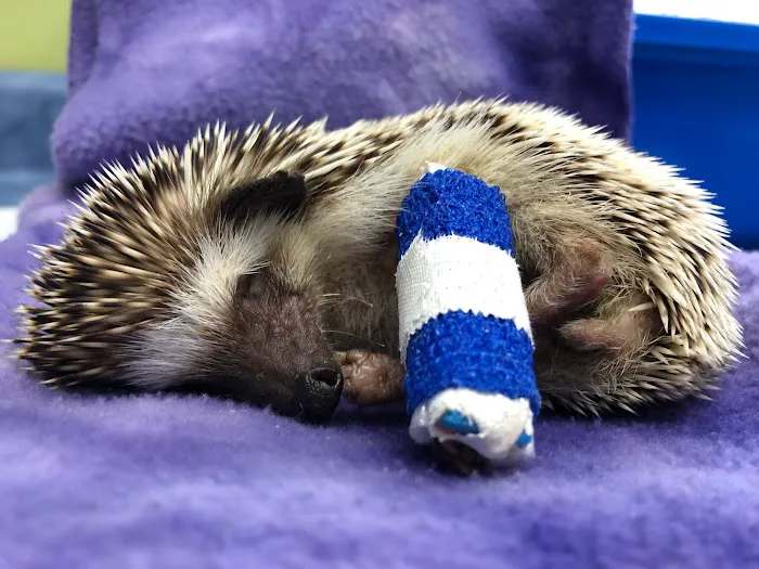 Essex Veterinary Center Picture 7