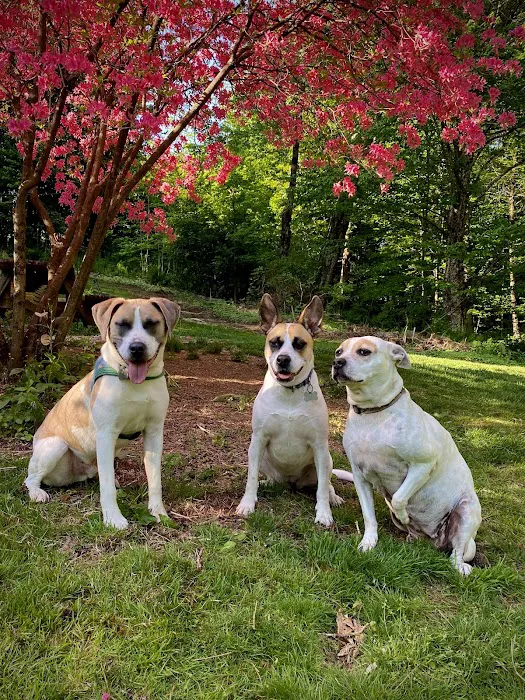 Mt. Mansfield Animal Hospital Picture 1