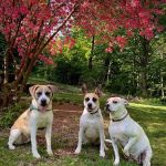 Mt. Mansfield Animal Hospital