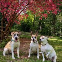 Mt. Mansfield Animal Hospital ico