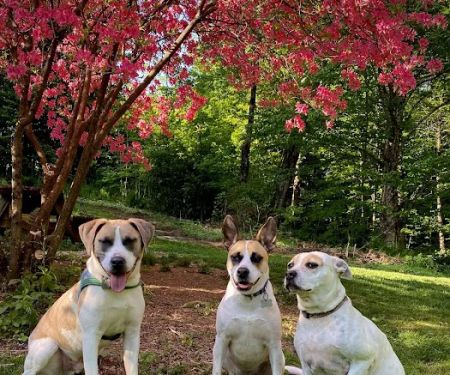 Mt. Mansfield Animal Hospital