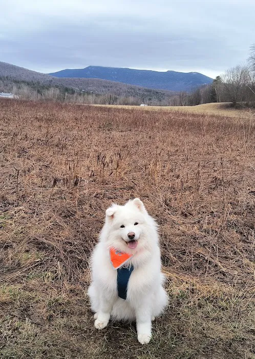 Mt. Mansfield Animal Hospital Picture 9