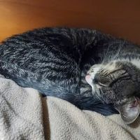 River Cove Animal Hospital ico