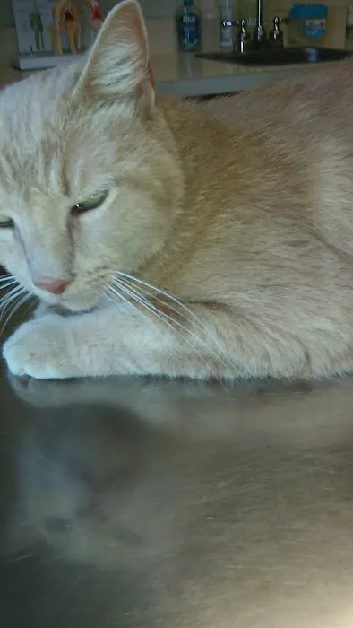 River Cove Animal Hospital Picture 4