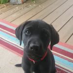 River Cove Animal Hospital: English Joel DVM