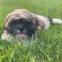 Kingdom Animal Hospital ico