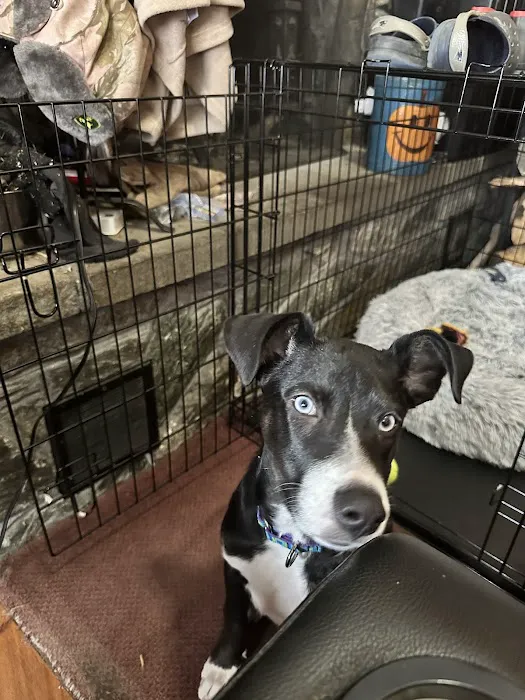 Kingdom Animal Hospital Picture 2