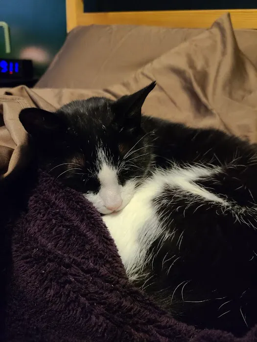Kingdom Animal Hospital Picture 8