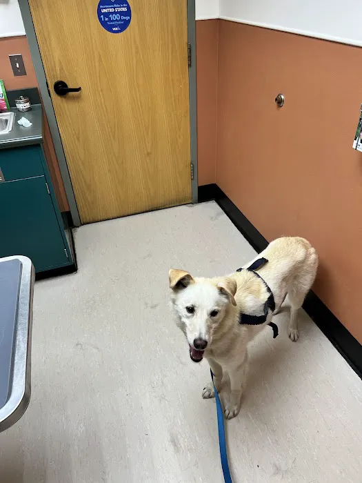VCA Brown Animal Hospital Picture 6