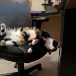 Green Mountain Animal Hospital