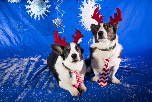Green Mountain Animal Hospital Picture 10
