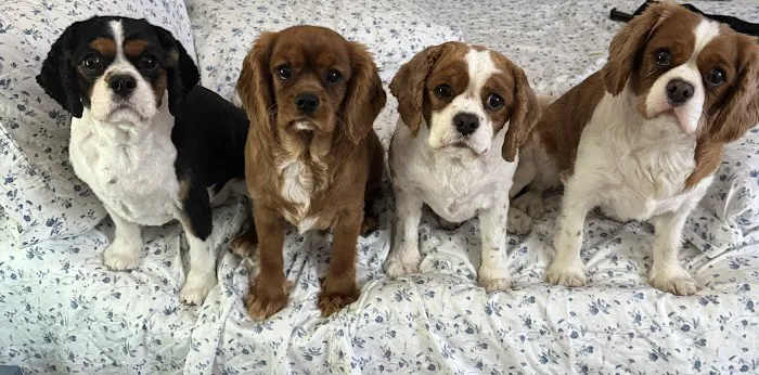 Green Mountain Animal Hospital Picture 7