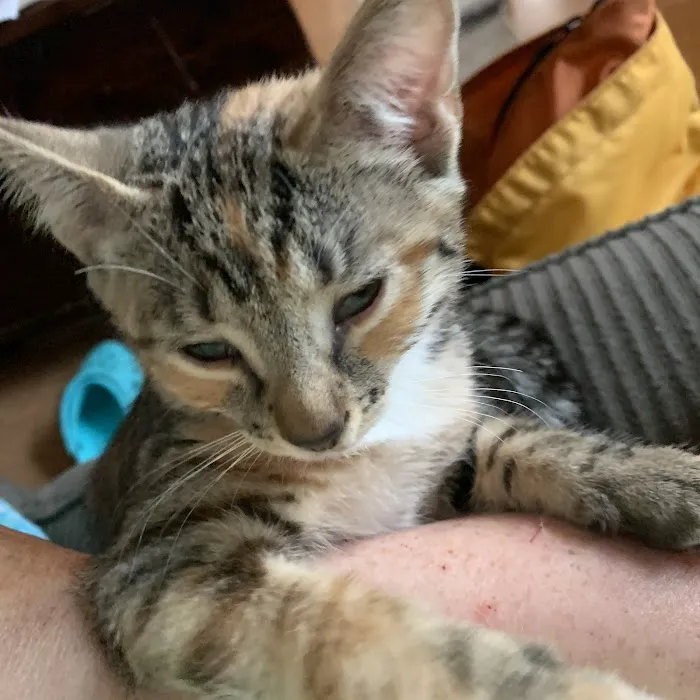 Green Mountain Animal Hospital Picture 8