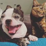 Mountain View Animal Hospital: Leavey Patrick DVM