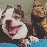 Mountain View Animal Hospital: Leavey Patrick DVM ico