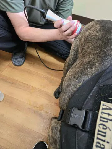 Mountain View Animal Hospital Picture 3