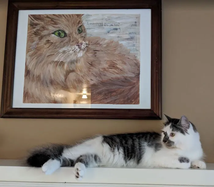 Mountain View Animal Hospital Picture 9