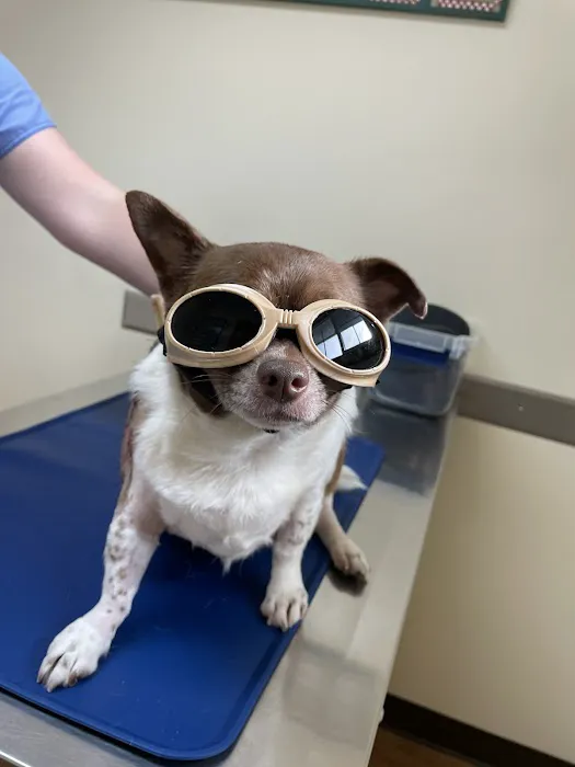 Mountain View Animal Hospital Picture 6