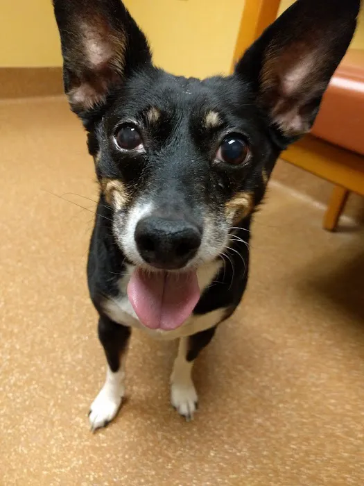 Mountain View Animal Hospital Picture 8