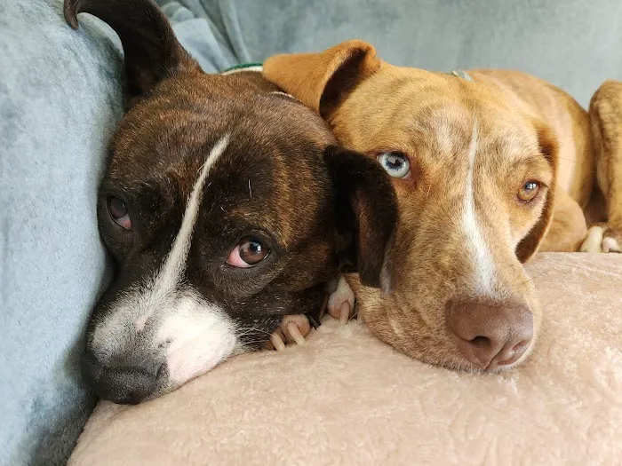 Mountain View Animal Hospital Picture 5