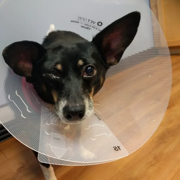 Mountain View Animal Hospital Picture 10