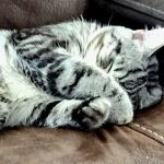 Alton Veterinary Clinic