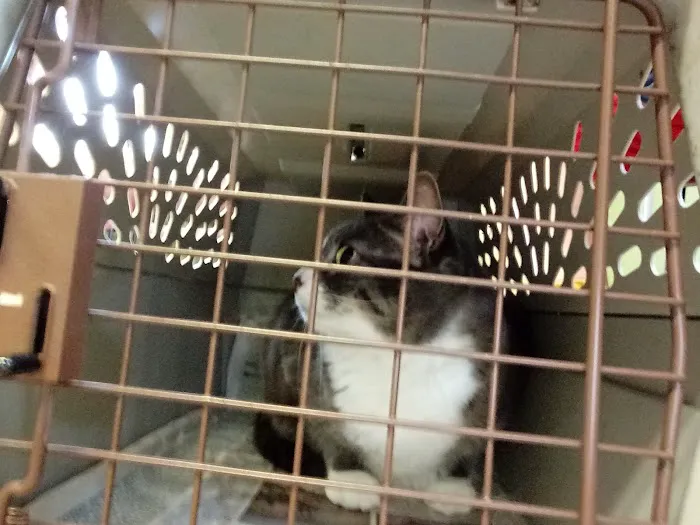 Cocheco Veterinary Hospital Picture 9