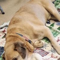 Suncook River Veterinary Clinic ico