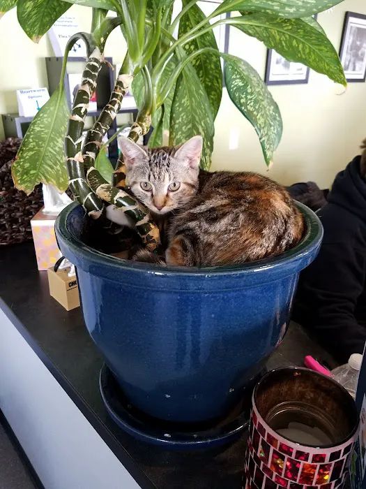 Suncook River Veterinary Clinic Picture 10