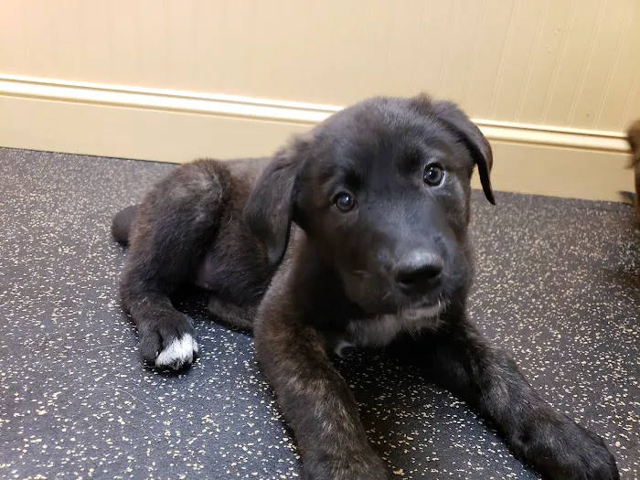 Northwood Veterinary Hospital Picture 4