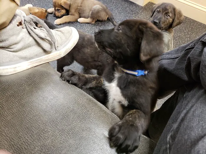 Northwood Veterinary Hospital Picture 6