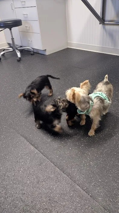 Northwood Veterinary Hospital Picture 2