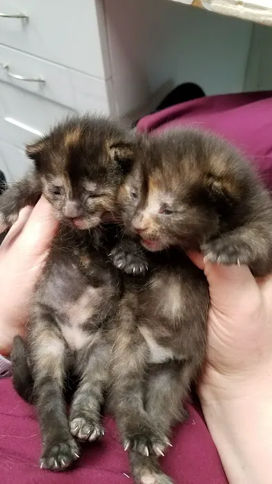Northwood Veterinary Hospital Picture 8