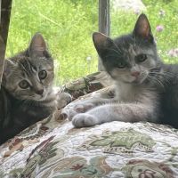 Veterinary Urgent Care of New Hampshire, PLLC ico