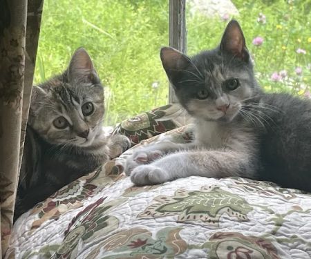 Veterinary Urgent Care of New Hampshire, PLLC