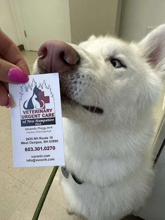 Veterinary Urgent Care of New Hampshire, PLLC Picture 7