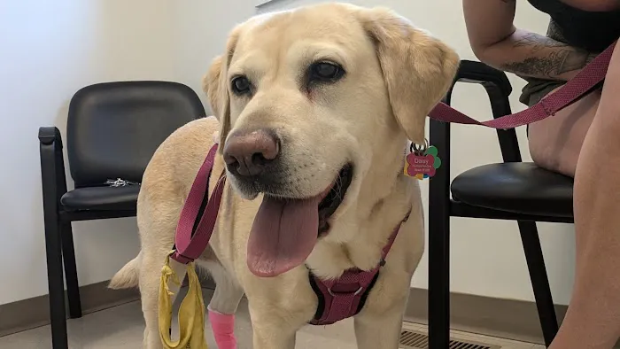 Veterinary Urgent Care of New Hampshire, PLLC Picture 9