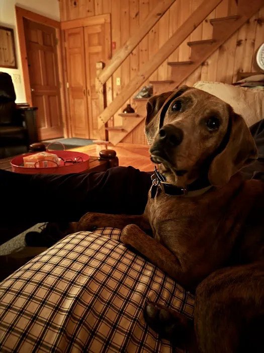 Veterinary Urgent Care of New Hampshire, PLLC Picture 8