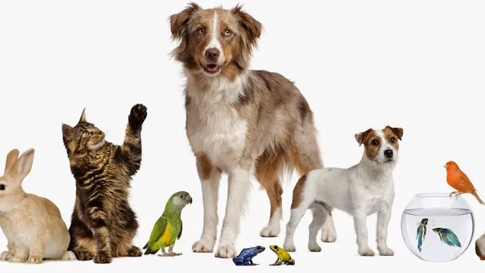The Kindness Animal Hospital Picture 1