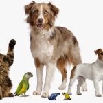The Kindness Animal Hospital