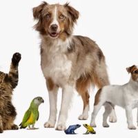 The Kindness Animal Hospital ico
