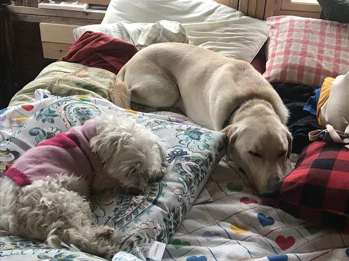 The Kindness Animal Hospital Picture 10